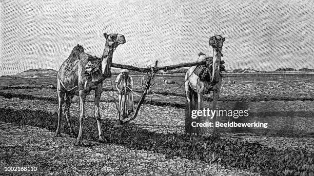camels plowing in egypt in 1895 - nile river agriculture stock illustrations