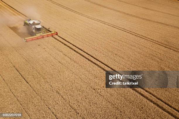 harvester ernten weizen auf einem feld, thüringen, deutschland - cereal overhead stock-fotos und bilder