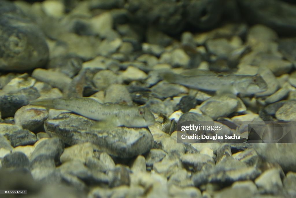 Camouflaged Round Goby fish (Neogobius melanostomus)