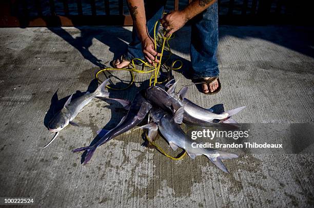 Fish Caught Rope Fishing Rig Photos and Premium High Res Pictures - Getty Images