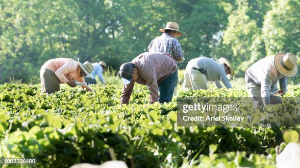 migrant workers picking strawberries - migrant worker stockfoto's en -beelden