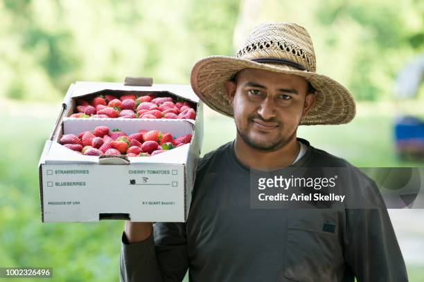 migrant worker working on a strawberry farm - migrant farmers fotografías e imágenes de stock