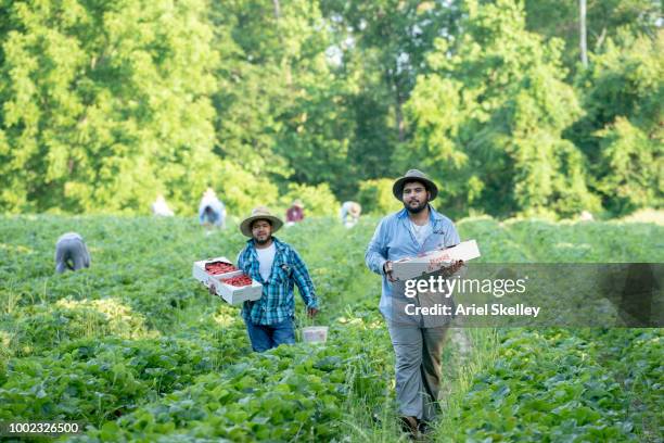 migrant workers picking strawberries - farm worker foto e immagini stock