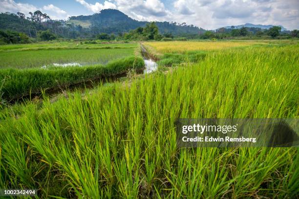 rice fields - liberia fotografías e imágenes de stock