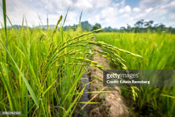 rice grains - rice paddy stock pictures, royalty-free photos & images