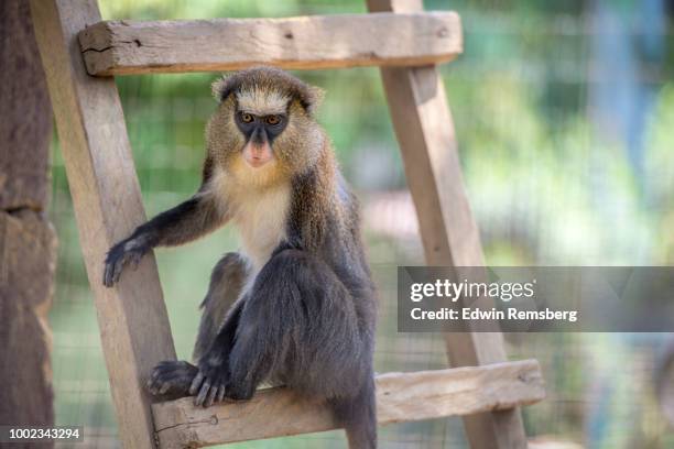 mona monkey - mona monkey stock pictures, royalty-free photos & images