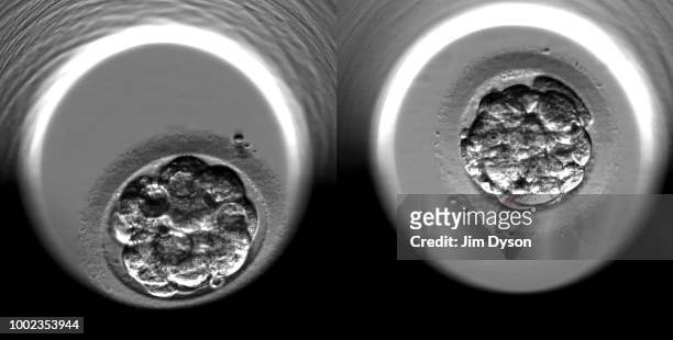 This undated screen grab shows the cell-division of two fertilized human embryos during the fourth day of embryonic development following IVF...