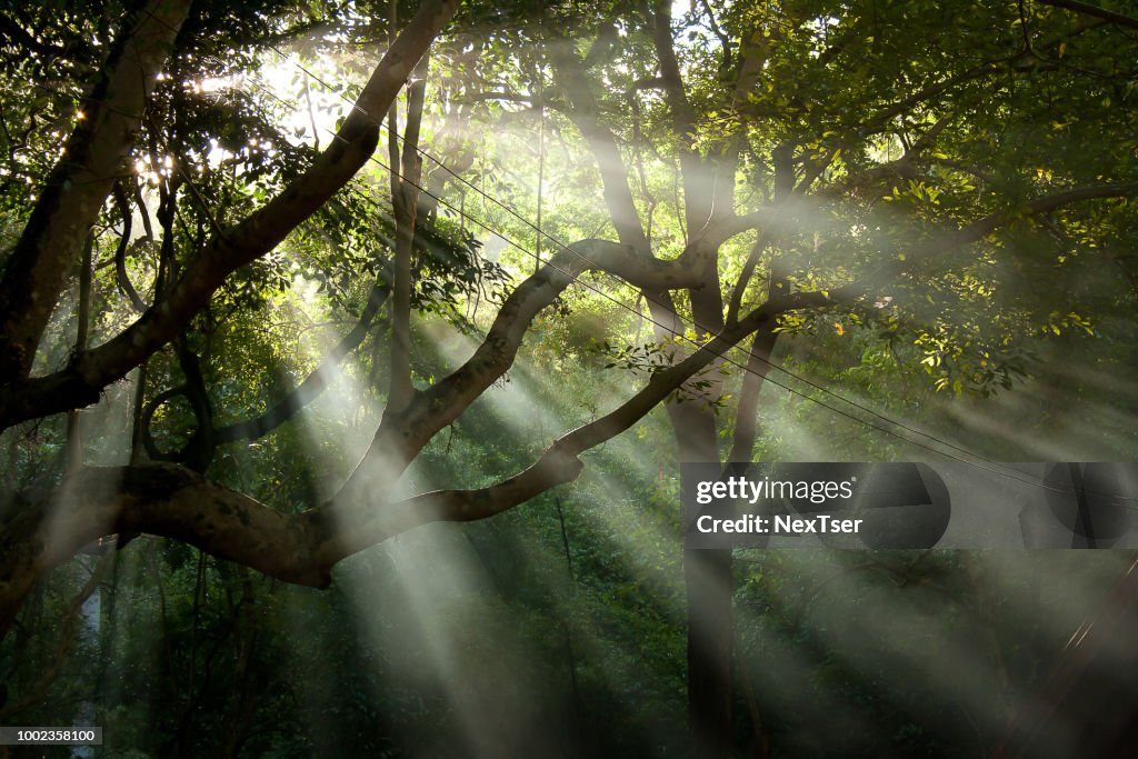 Light Rays Through Trees