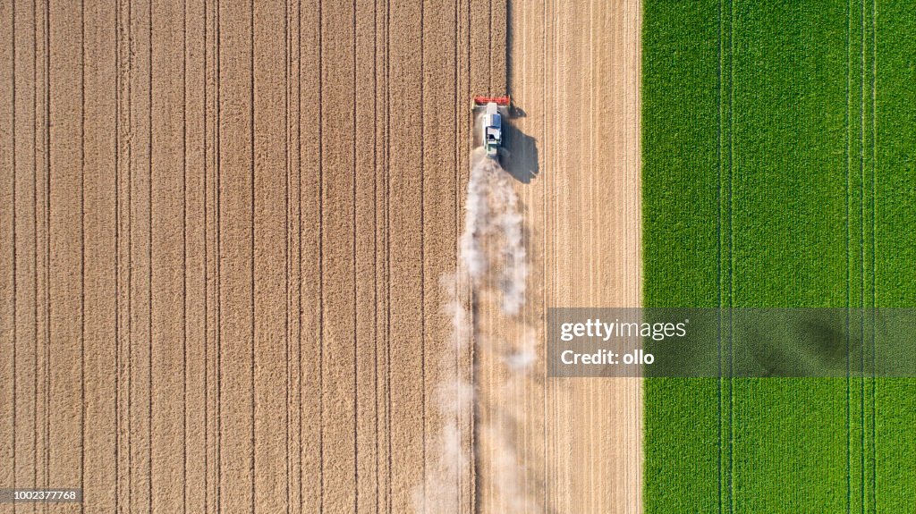Harvesting a wheat field, dust clouds
