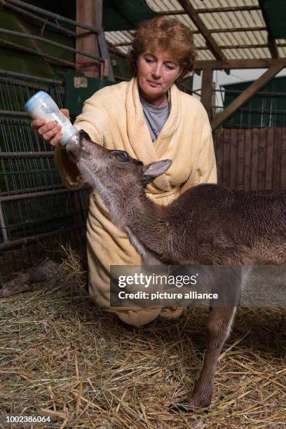 Animal coach Barbara Kueppers wears a bathrobe to feed reindeer offspring 'Lycka' in its stable in Wulften, Germany, 12 July 2017. Only when Kueppers...