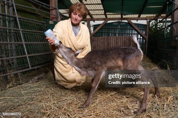 Animal coach Barbara Kueppers wears a bathrobe to feed reindeer offspring 'Lycka' in its stable in Wulften, Germany, 12 July 2017. Only when Kueppers...