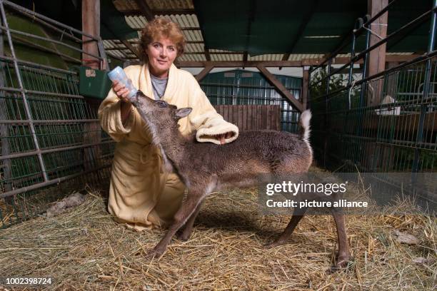 Animal trainer Barbara Kueppers, wearing a dressing gown, bottle feeds Lycka the bull reindeer in Wulften, Germany 12 July 2017. Photo: Swen...