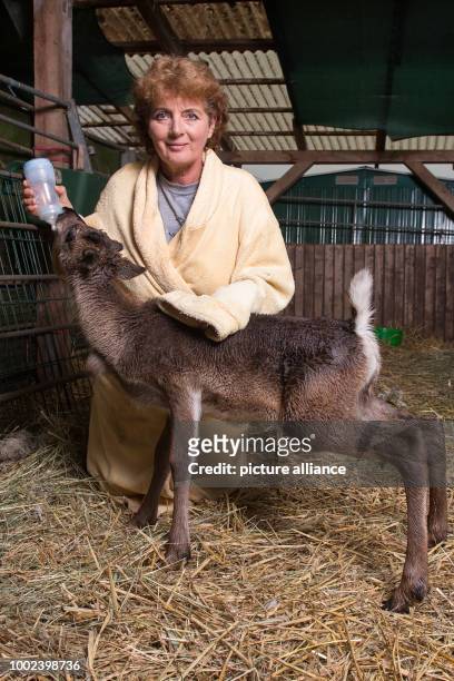 Animal trainer Barbara Kueppers, wearing a dressing gown, bottle feeds Lycka the bull reindeer in Wulften, Germany 12 July 2017. Photo: Swen...