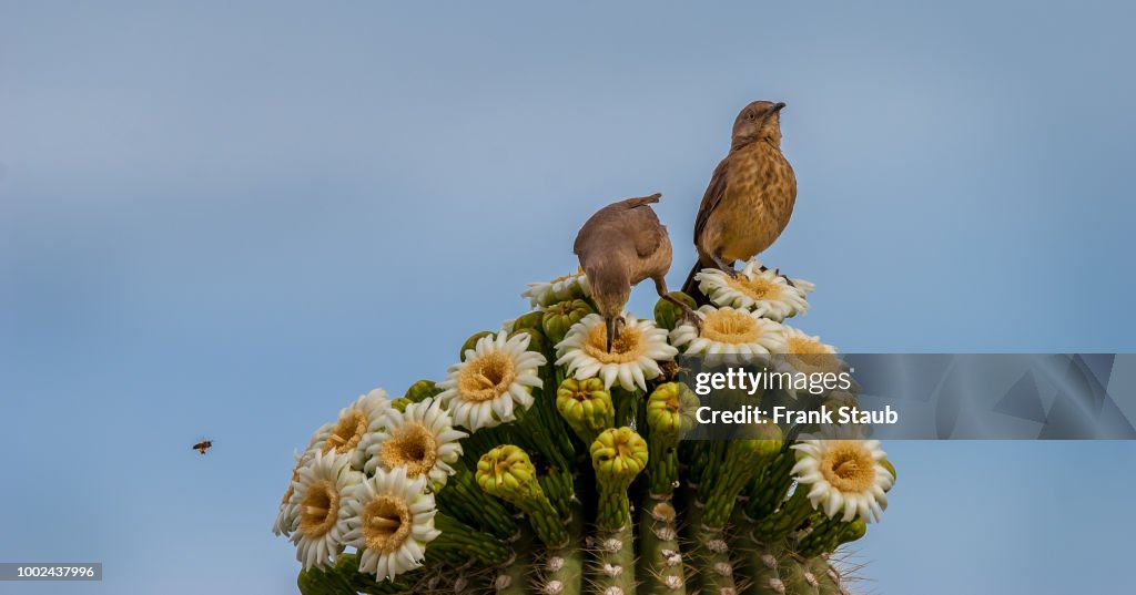 Curved-Billed Thrasher Mother and Young