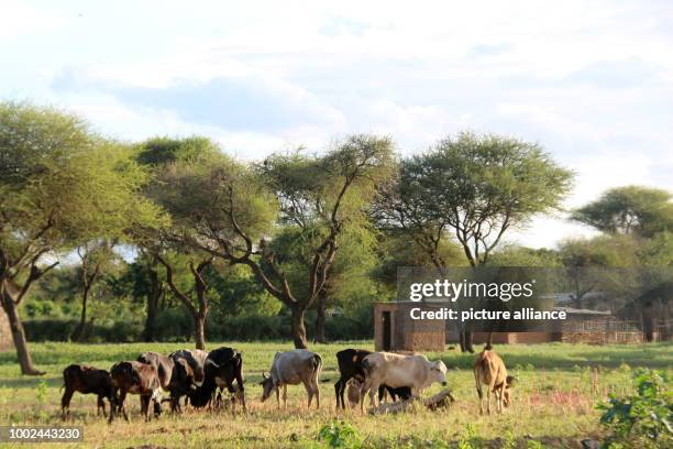 Cows can be seen near Arusha, in Majengo, Tanzania, 16 July 2017. Photo: Jürgen Bätz/dpa