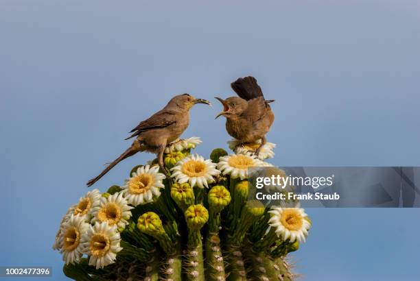 curved-billed thrasher mother and young - saguaro national monument stockfoto's en -beelden