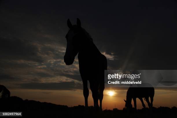 horses in silhouette - horse trough stock pictures, royalty-free photos & images