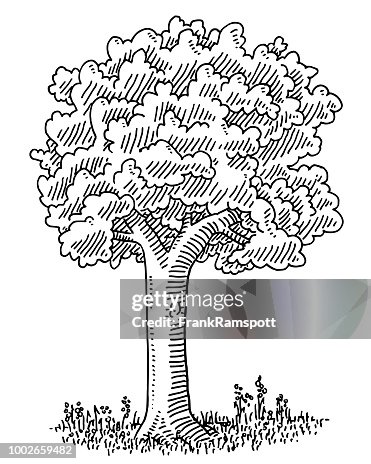 Deciduous Tree Drawing Basicc How To Draw A Deciduous Tree