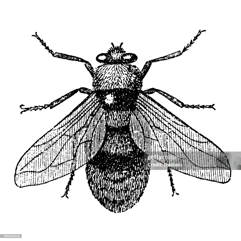 Warble Fly High-Res Vector Graphic - Getty Images