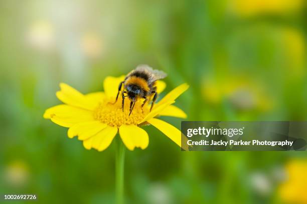 close-up image of a bee collecting pollen from a yellow corn marigold summer wild flower - polinização imagens e fotografias de stock