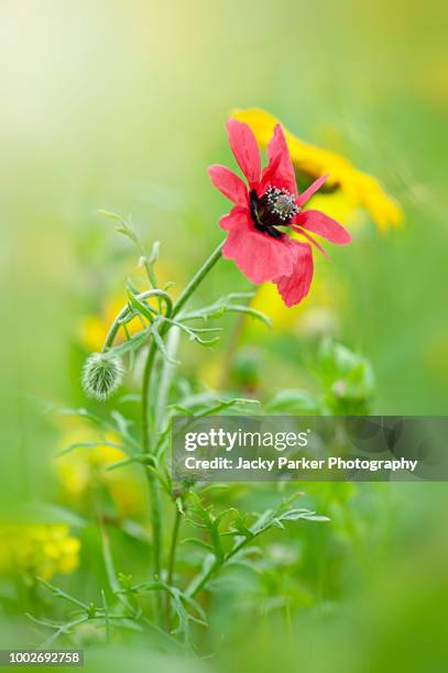 the rarest of our cornfield poppies - papaver hybridum the rough poppy , this species has very distinctive small, carmine-red petals, each of which carries a black dot at the base. - papaver hybridum stock pictures, royalty-free photos & images