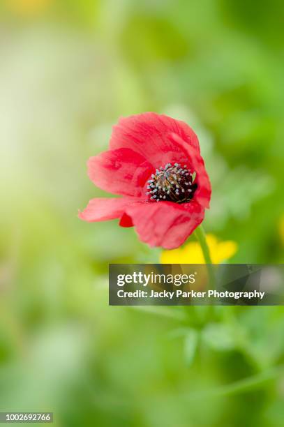 the rarest of our cornfield poppies - papaver hybridum the rough poppy , this species has very distinctive small, carmine-red petals, each of which carries a black dot at the base. - papaver hybridum stock pictures, royalty-free photos & images