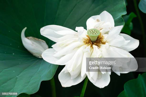 different lotus flower species blooming - lotus flower tattoo stock-fotos und bilder