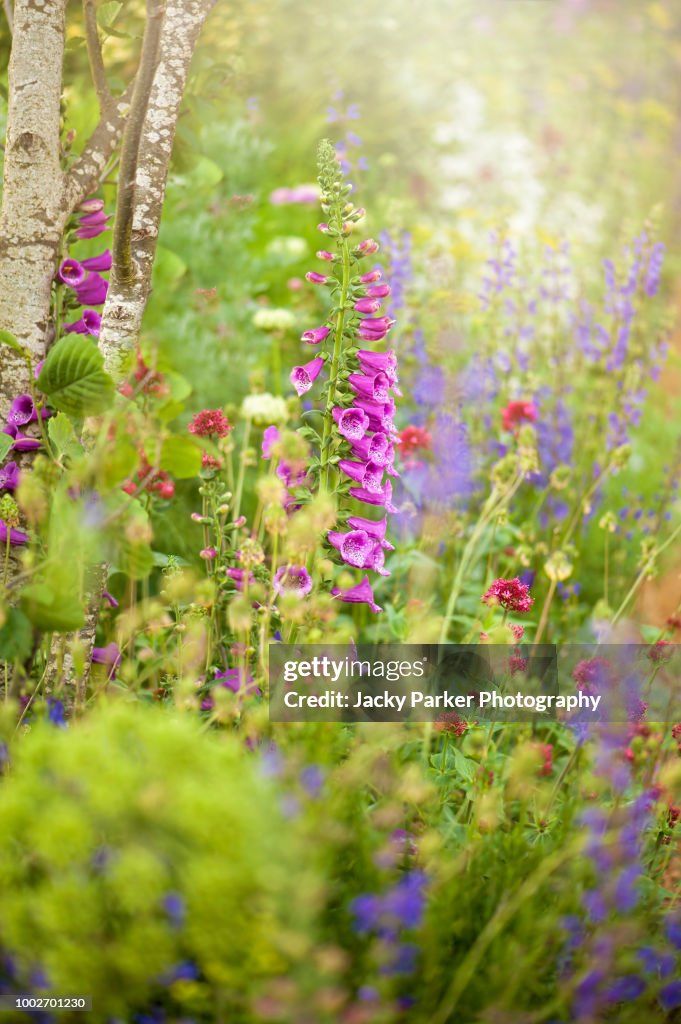 Beautiful summer flowers in hazy sunshine including pink Foxgloves and Valerian
