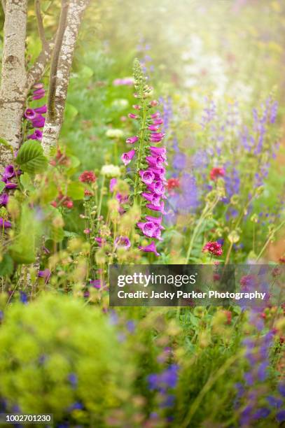 beautiful summer flowers in hazy sunshine including pink foxgloves and valerian - sunshine and flowers imagens e fotografias de stock