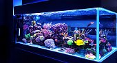 Saltwater coral reef aquarium fish tank