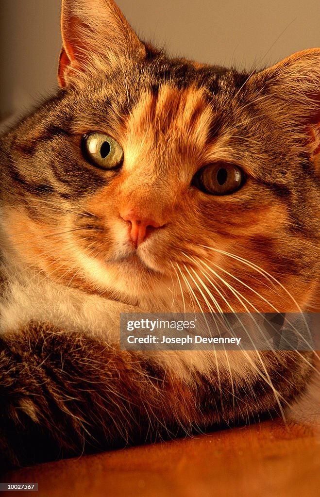 CLOSE-UP OF A PET CAT