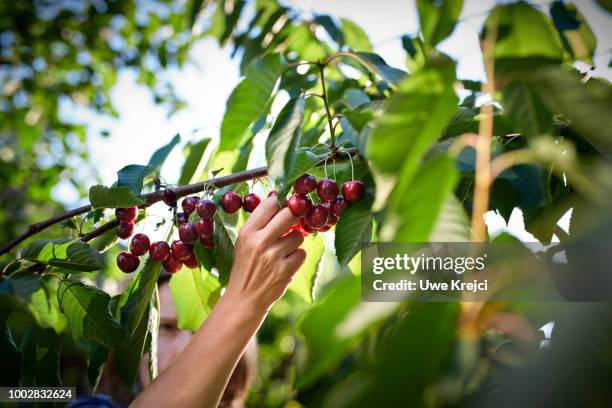 picking cherries - cherry stock pictures, royalty-free photos & images