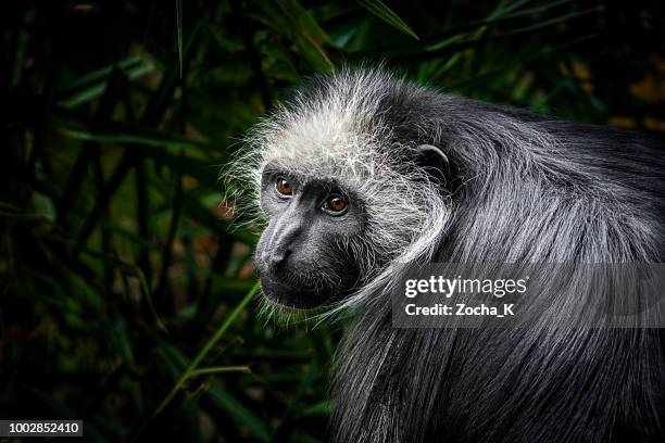 monkey portrait - king colobus - leaf monkey stock pictures, royalty-free photos & images