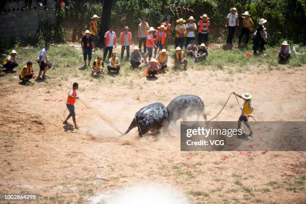 Bull Boxing 1,059 Bull Fight In A Village Stock Photos, High-Res Pictures, and ...
