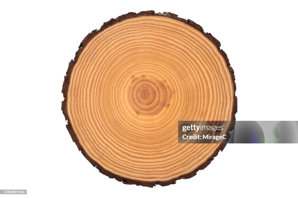 Tree Trunk Slice High-Res Stock Photo - Getty Images