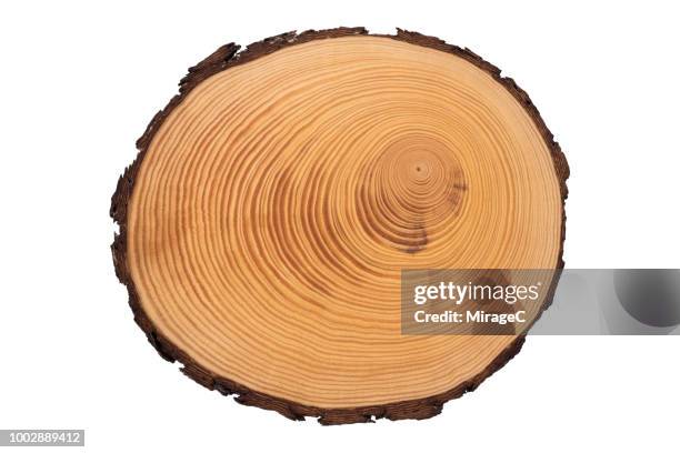 Tree Slicer Example 5,221 Tree Slice Stock Photos, High-Res Pictures, and Images - Getty Images