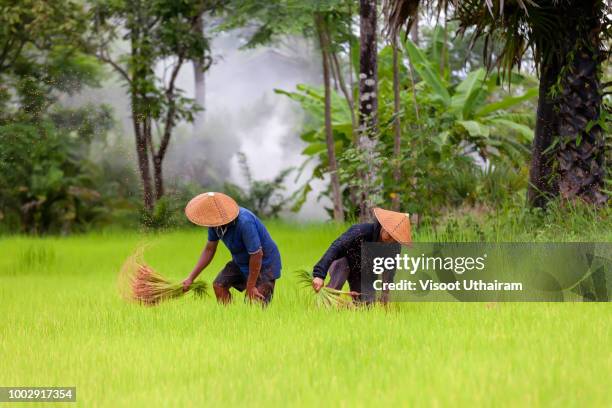 Farmers While Raining 6,873 Farmer Rain Stock Photos, High-Res Pictures, and Images - Getty ...