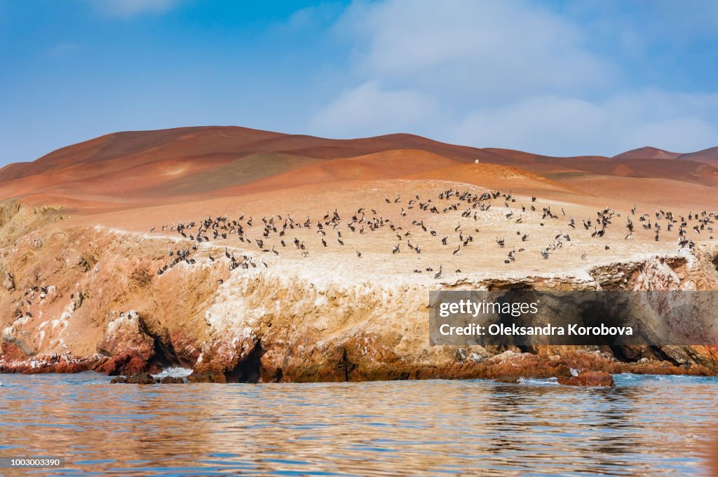 Peruvian pelicans nesting along the red cliffs of the northern face of Paracas Peninsula at Pisco Bay in Peru.