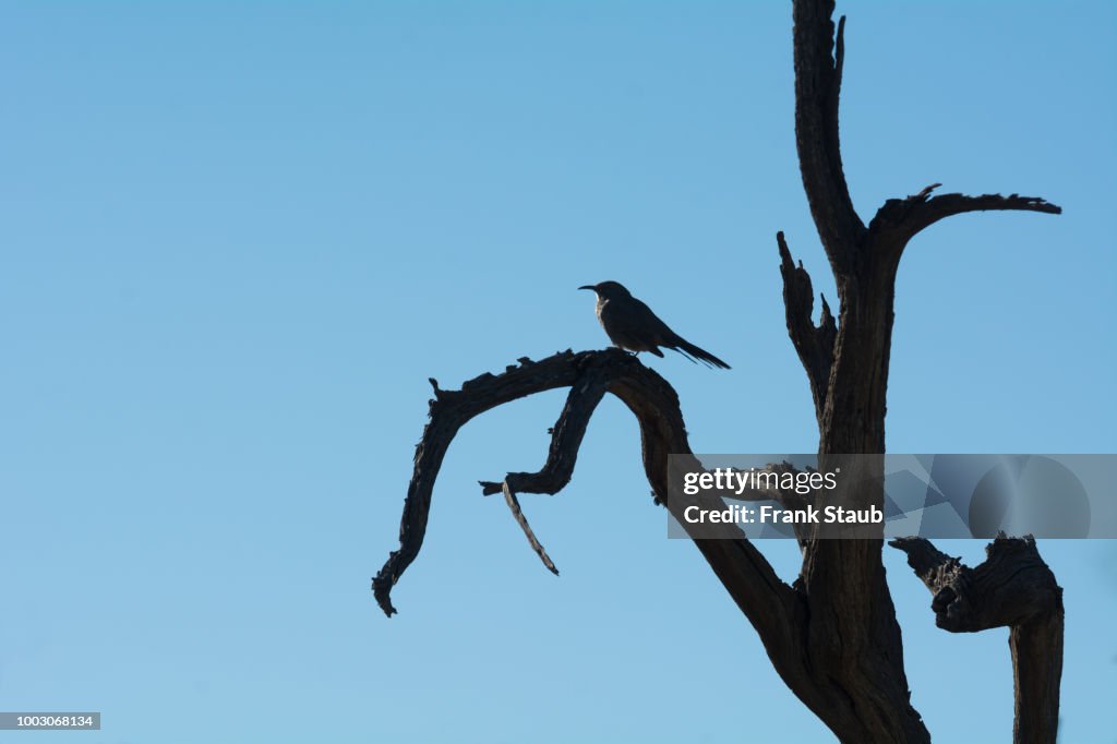 Curve-billed Thrasher on Dead Ironwood Tree.