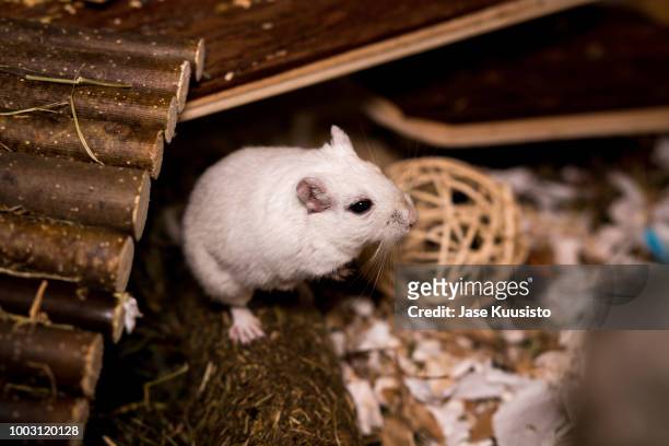 black eyed white gerbil standing on a log - gerbo fotografías e imágenes de stock