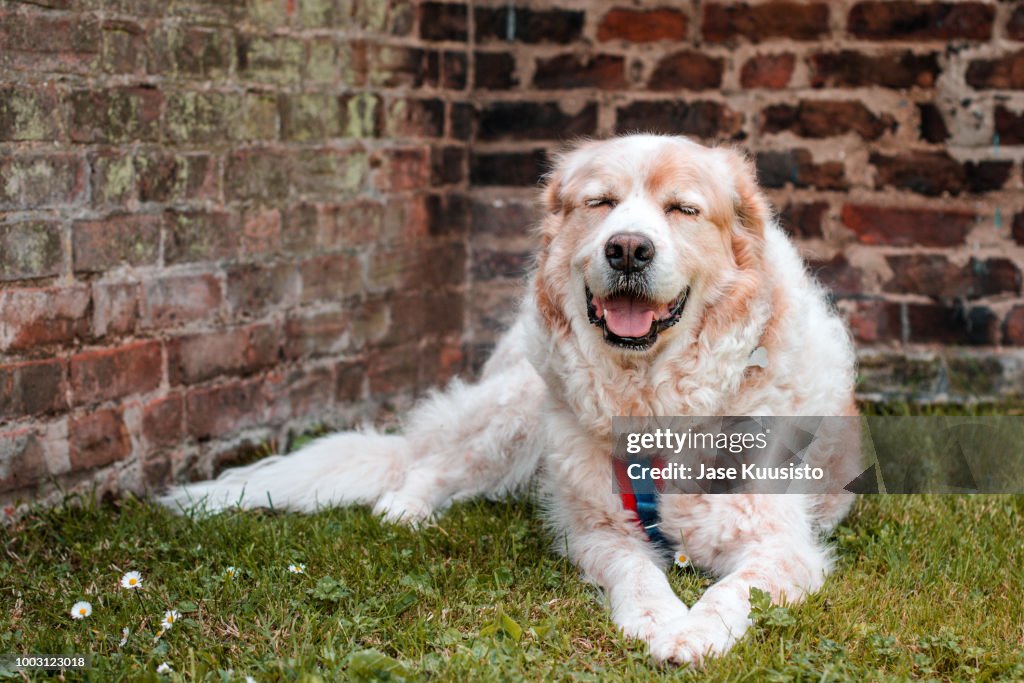 Great Pyrenees mixed-breed dog lying down on green grass