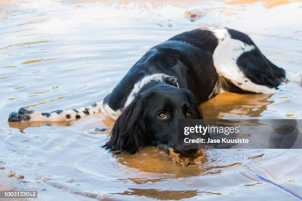 large munsterlander dog lying down in a mud puddle - cooling down stock-fotos und bilder