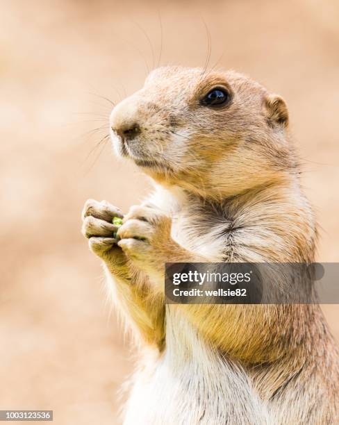 black tailed prairie dog feeding - präriehund stock-fotos und bilder