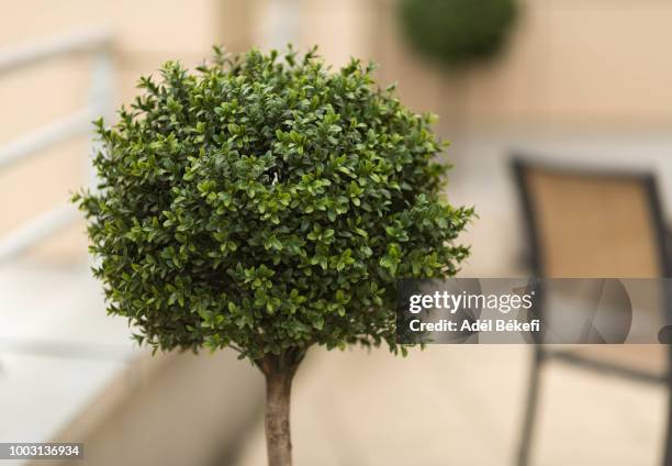 artificial tree - treetop stock pictures, royalty-free photos & images