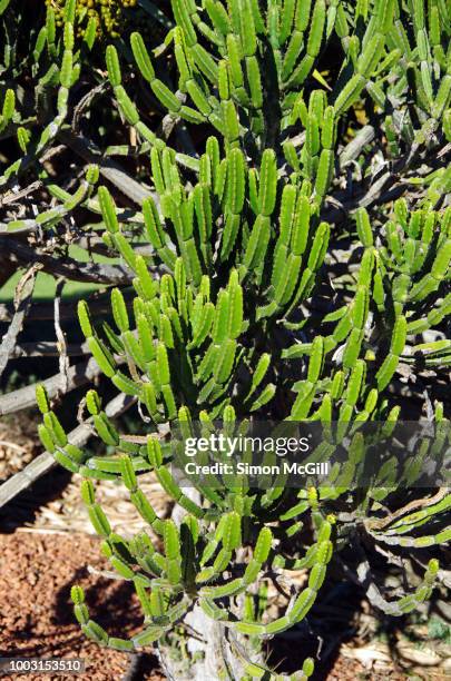 Segmented Background Photos and Premium High Res Pictures - Getty Images