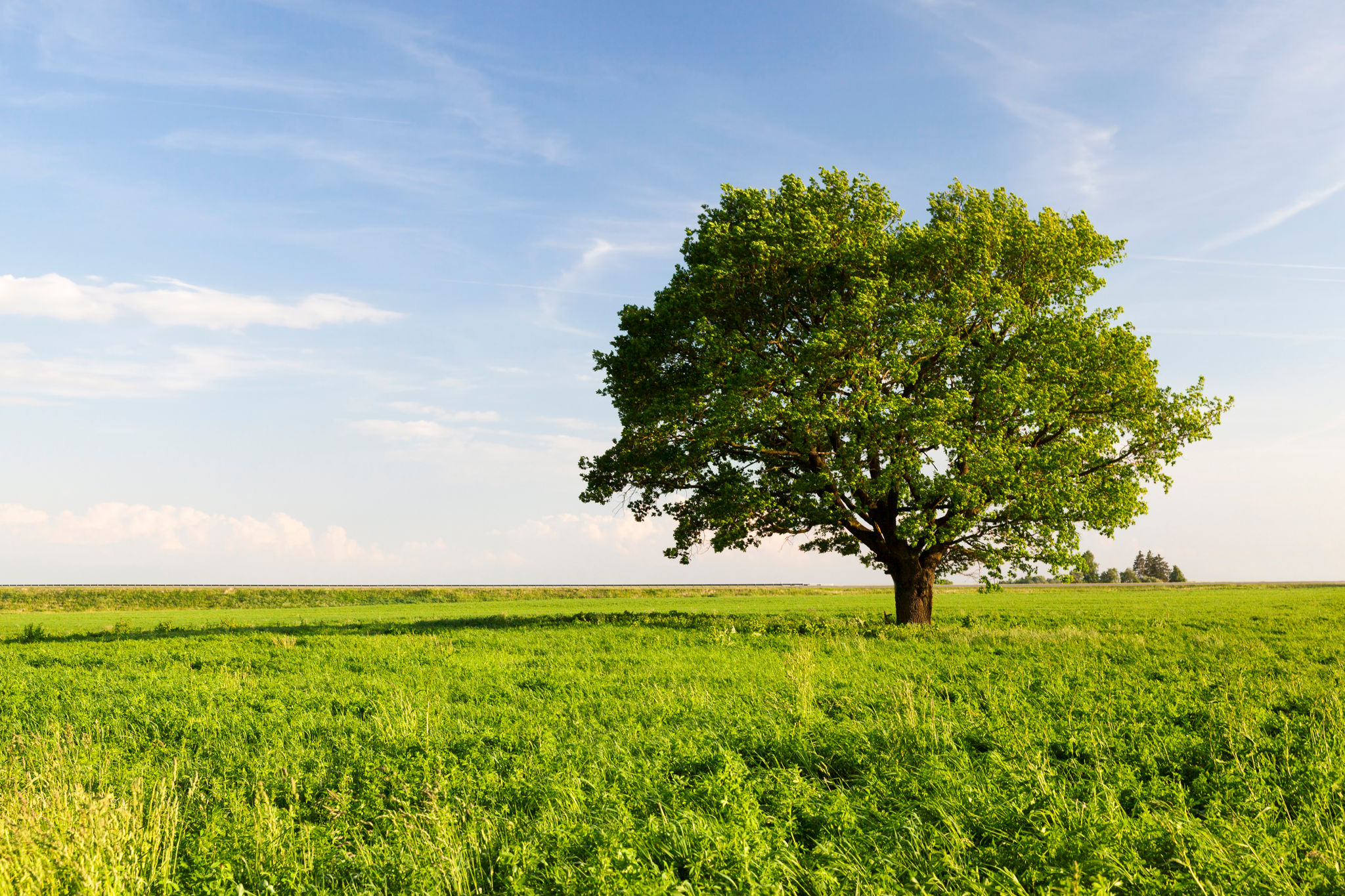 woody plants field