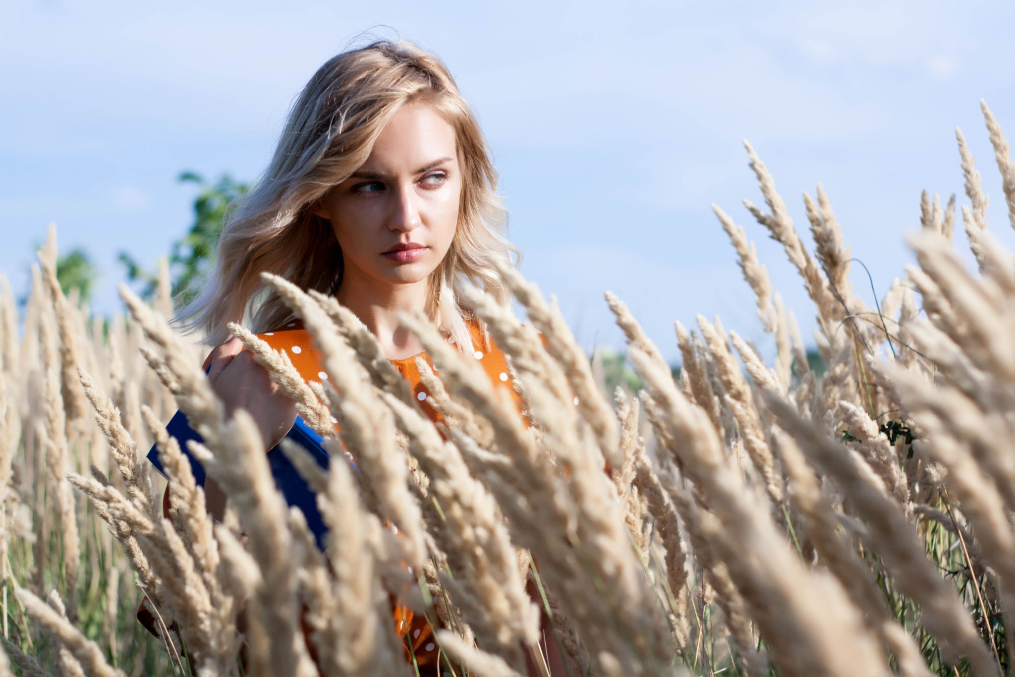 Beautiful happy blonde young woman in field of spikelets and wheat with book on the sunset Beautiful happy blonde young woman in field of spikelets and wheat with book on the sunset