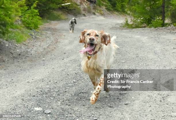 purebred female english setter walking with funny face and tongue out - dog following stock pictures, royalty-free photos & images