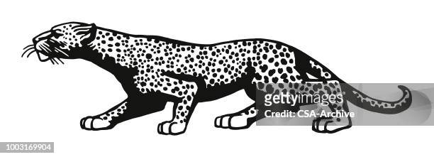 illustrazioni stock, clip art, cartoni animati e icone di tendenza di leopardo sul cappuccio - ghepardo