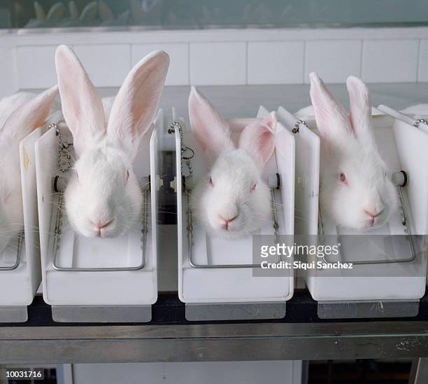 animal testing in comsetics industry - clinical trials stock-fotos und bilder